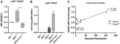 Early mechanisms of neutrophil activation and transmigration in acute lung injury